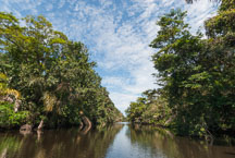 Tortuguero, Costa Rica. - Photo #14069
