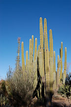 Cardon. Pachycereus pringlei. - Photo #5307