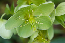 Helleborus argutifolius, Corsican Hellebore. - Photo #2807