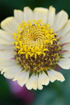 Zinnia elegans. - Photo #4407