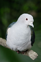 Green Imperial Pigeon. Ducula aenea. - Photo #16470