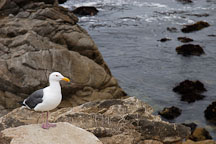 Western gull. Larus occidentalis. 17-Mile drive, California, USA. - Photo #4770