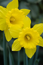 Narcissus, Daffodil. - Photo #2870