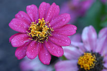 Zinnia elegans, 'Profusion Cherry'. - Photo #2070