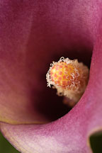 Calla Lily. Zantedeschia aethiopiea - Photo #5871