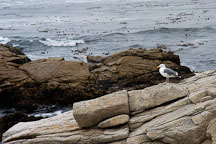 Western gull. Larus occidentalis. 17-Mile drive, California, USA. - Photo #4771