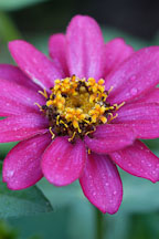 Zinnia elegans, 'Profusion Cherry'. - Photo #2071
