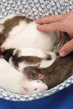 A basket of rats. The Wonderful World of Rats, San Mateo, California, USA. - Photo #6072
