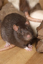 Brown self rat. - Photo #5973