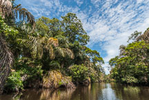 Canals of Tortuguero National Park, Costa Rica. - Photo #14074