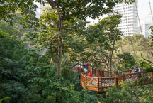 Elevated walkway in the Edward Youde Aviary. Hong Kong, China. - Photo #16475