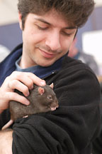 Holding a pet rat. The Wonderful World of Rats, San Mateo, California, USA. - Photo #6076
