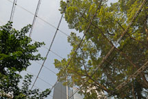 Stainless steel mesh enclosing the Edward Youde Aviary. Hong Kong, China. - Photo #16477