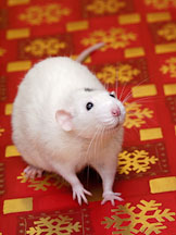Salty, a white rat sits on a red background with gold snowflakes. - Photo #11608