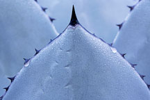 Mescal agave. Agave parryi. - Photo #680