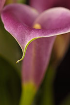 Calla Lily. Zantedeschia aethiopiea - Photo #5880