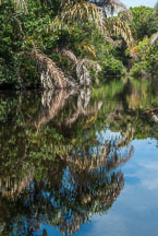 Reflection of the rainforest. Tortuguero, Costa Rica. - Photo #14081