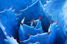 Agave. - Photo #783