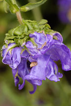 Canterbury bells. Campanula. - Photo #4284