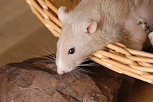 Lucy, a beige Berkshire rat recovering from tumor surgery. - Photo #5886