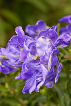 Canterbury bells. Campanula. - Photo #4287