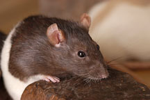 Audrey, a brown hooded rat peers over a rock. - Photo #5888