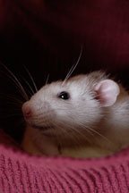 Salty, a white Dalmatian pet rat resting in a hammock. - Photo #4909