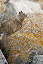 Beechey ground squirrel. 17-Mile drive, California, USA. - Photo #4790