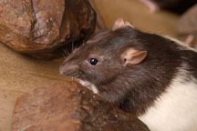 Audrey, a brown hooded rat. - Photo #5890