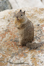 Beechey ground squirrel. Spermophilus beecheyi. 17-Mile drive, California, USA. - Photo #4793