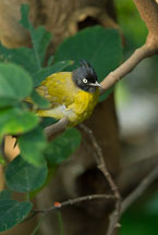 Black-crested yellow bulbul. Pycnonotus melanicterus. - Photo #16494