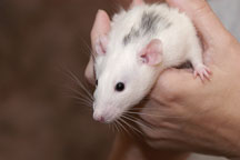 Salty, a male dumbo Dalmatian rat in the hands of his owner. - Photo #4894