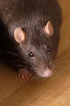 Brown self rat. - Photo #5895