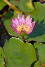 Flowering lily pad. Chi Lin Nunnery. Hong Kong. - Photo #15898