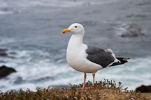 Western gull. Larus occidentalis. 17-Mile drive, California, USA. - Photo #4799